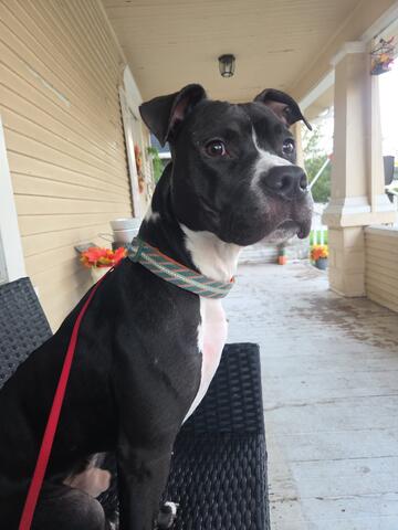 Shelter Stray Male Dog last seen ABANDONED 501 JEFFERSON, 2600 NE Perry Ave, Peoria, IL 61603, USA