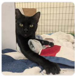 Reunited Female Cat last seen Regent Street near Dwight Way, Berkeley, CA 94704