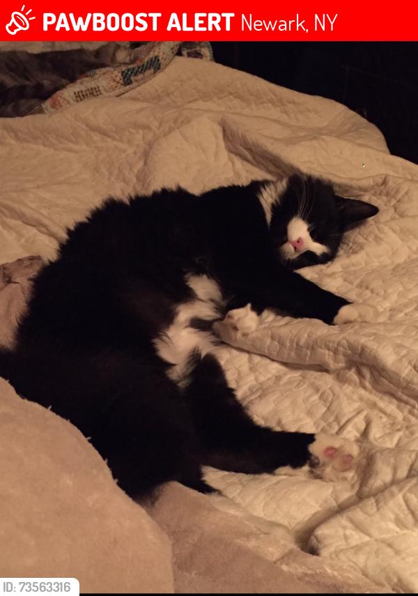 Lost Female Cat last seen Fairville Maple Ridge Road, Newark, NY 14513