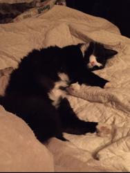 Lost Female Cat last seen Fairville Maple Ridge Road, Newark, NY 14513