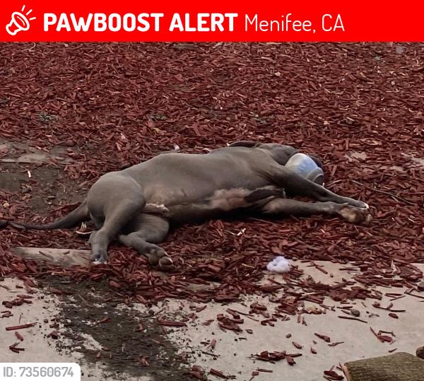 Lost Male Dog last seen Scott Rd Menifee, Menifee, CA 92563