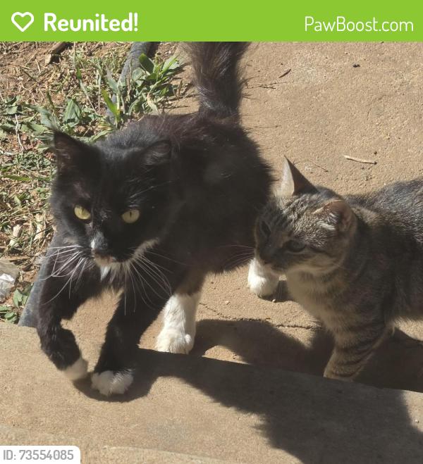 Reunited Unknown Cat last seen Fairview Ave and greenway, Murfreesboro, TN 37132