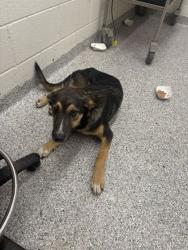 Shelter Stray Male Dog last seen Weisgarber Rd, Knox County GP, TN, 3201 Division St, Knoxville, TN 37919, USA