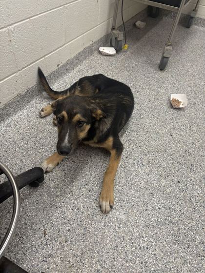 Shelter Stray Male Dog last seen Weisgarber Rd, Knox County GP, TN, 3201 Division St, Knoxville, TN 37919, USA