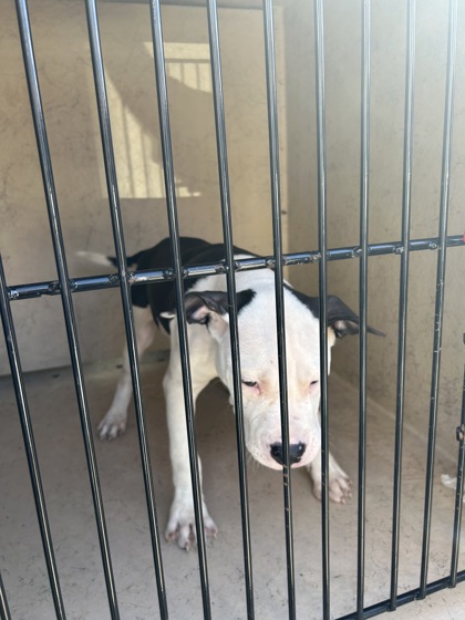 Shelter Stray Male Dog last seen Near Childress Rd, Knox County ASO, TN, 3201 Division St, Knoxville, TN 37919, USA