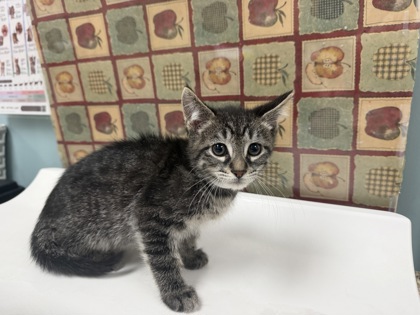 Shelter Stray Male Cat last seen Waterville, Lucas County, OH, 827 Illinois Ave, Maumee, OH 43537, USA