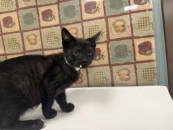 Shelter Stray Female Cat last seen Waterville, Lucas County, OH, 827 Illinois Ave, Maumee, OH 43537, USA