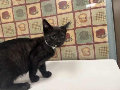 Shelter Stray Female Cat last seen Waterville, Lucas County, OH, 827 Illinois Ave, Maumee, OH 43537, USA