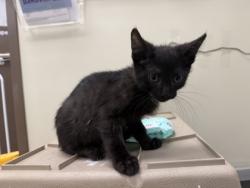 Shelter Stray Male Cat last seen Waterville, Lucas County, OH, 827 Illinois Ave, Maumee, OH 43537, USA