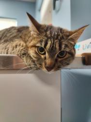 Shelter Stray Female Cat last seen Witham Hill Apartments, Corvallis, OR, 398 SW Twin Oaks Cir, Corvallis, OR 97333, USA