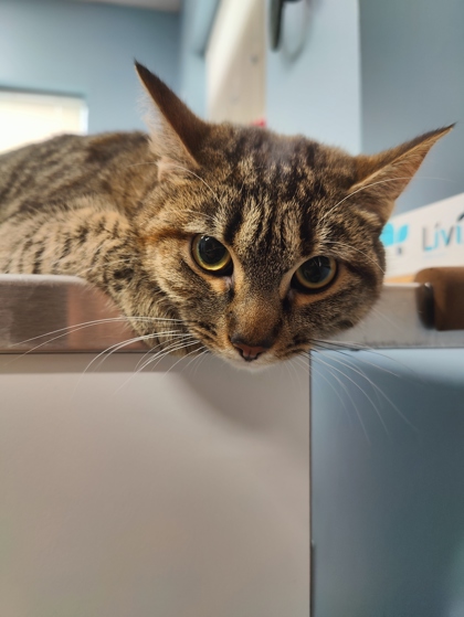 Shelter Stray Female Cat last seen Witham Hill Apartments, Corvallis, OR, 398 SW Twin Oaks Cir, Corvallis, OR 97333, USA