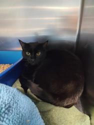Shelter Stray Male Cat last seen Witham Hill, Benton County, OR, 398 SW Twin Oaks Cir, Corvallis, OR 97333, USA