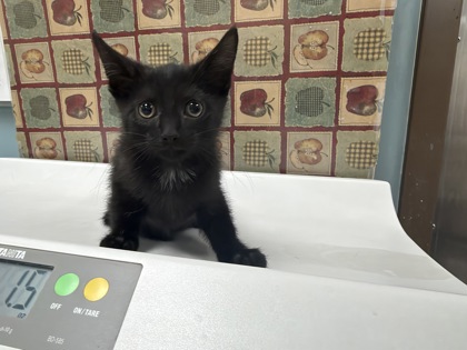 Shelter Stray Male Cat last seen Waterville, Lucas County, OH, 827 Illinois Ave, Maumee, OH 43537, USA