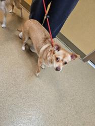 Shelter Stray Female Dog last seen Valley Glen / Brookview, Duncanville, TX, 1150 E Pleasant Run Rd, Cedar Hill, TX 75104, USA