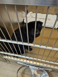 Shelter Stray Male Dog last seen Beltline / Clark, Cedar Hill, TX, 1150 E Pleasant Run Rd, Cedar Hill, TX 75104, USA