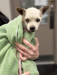 Shelter Stray Male Dog last seen Yard, Memphis, TN, 935 Farm Rd, Memphis, TN 38134, USA