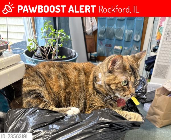 Lost Female Cat last seen Church & Deborah, Rockford, IL 61103