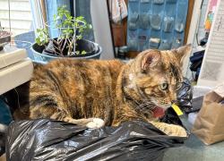Lost Female Cat last seen Church & Deborah, Rockford, IL 61103
