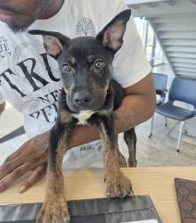 Shelter Stray Male Dog last seen Near Gleneagles Cir, North District, TX, 355 Hillshire Dr, Haslet, TX 76052, USA