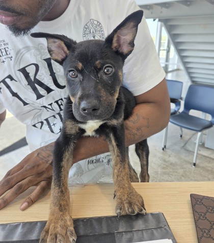 Shelter Stray Male Dog last seen Near Gleneagles Cir, North District, TX, 355 Hillshire Dr, Haslet, TX 76052, USA