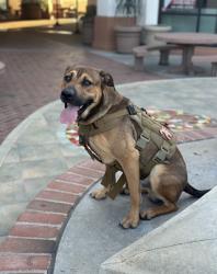 Lost Male Dog last seen Arrow route and Claremont Blvd, Upland, CA 91786