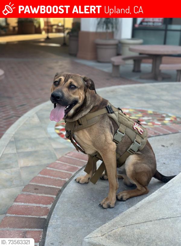 Lost Male Dog last seen Arrow route and Claremont Blvd, Upland, CA 91786