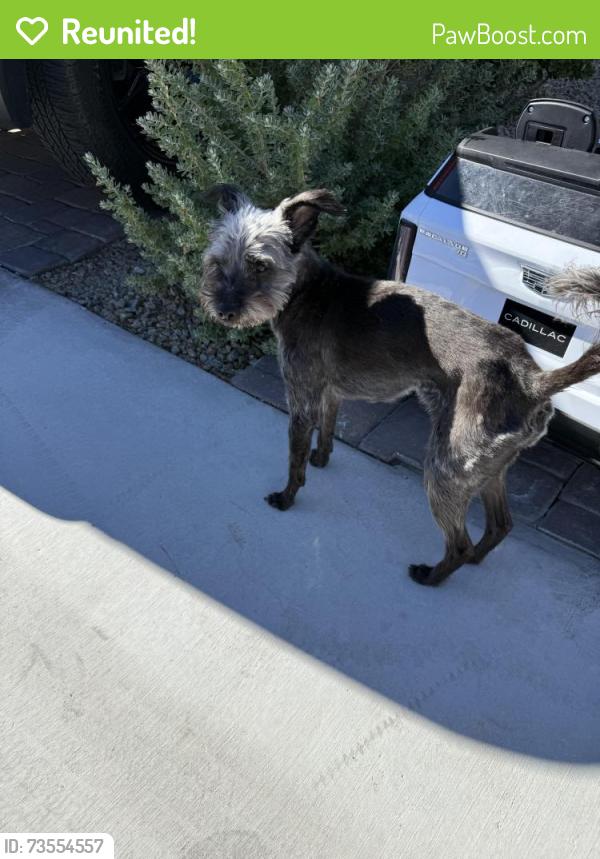 Reunited Male Dog last seen Osprey Ridge Lake Mead & 215, Las Vegas, NV 89138