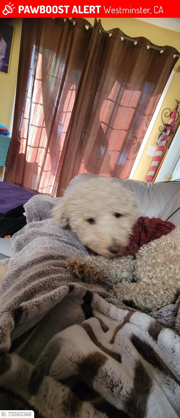 Lost Male Dog last seen Moran St & Kramer, Westminster, CA 92683