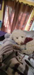 Lost Male Dog last seen Moran St & Kramer, Westminster, CA 92683