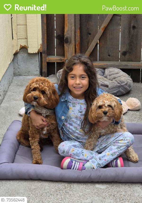 Reunited Male Dog last seen Near Viewcrest Ct, Oakland, CA 94619, USA, Oakland, CA 94619