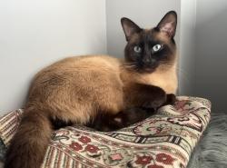 Reunited Male Cat last seen Stoney Creek, London, ON N5X 4M8