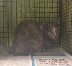 Shelter Stray Female Cat last seen Near Diwa Cove, DEL VALLE, TX, 78617, 7201 Levander Loop bldg a, Austin, TX 78702, USA