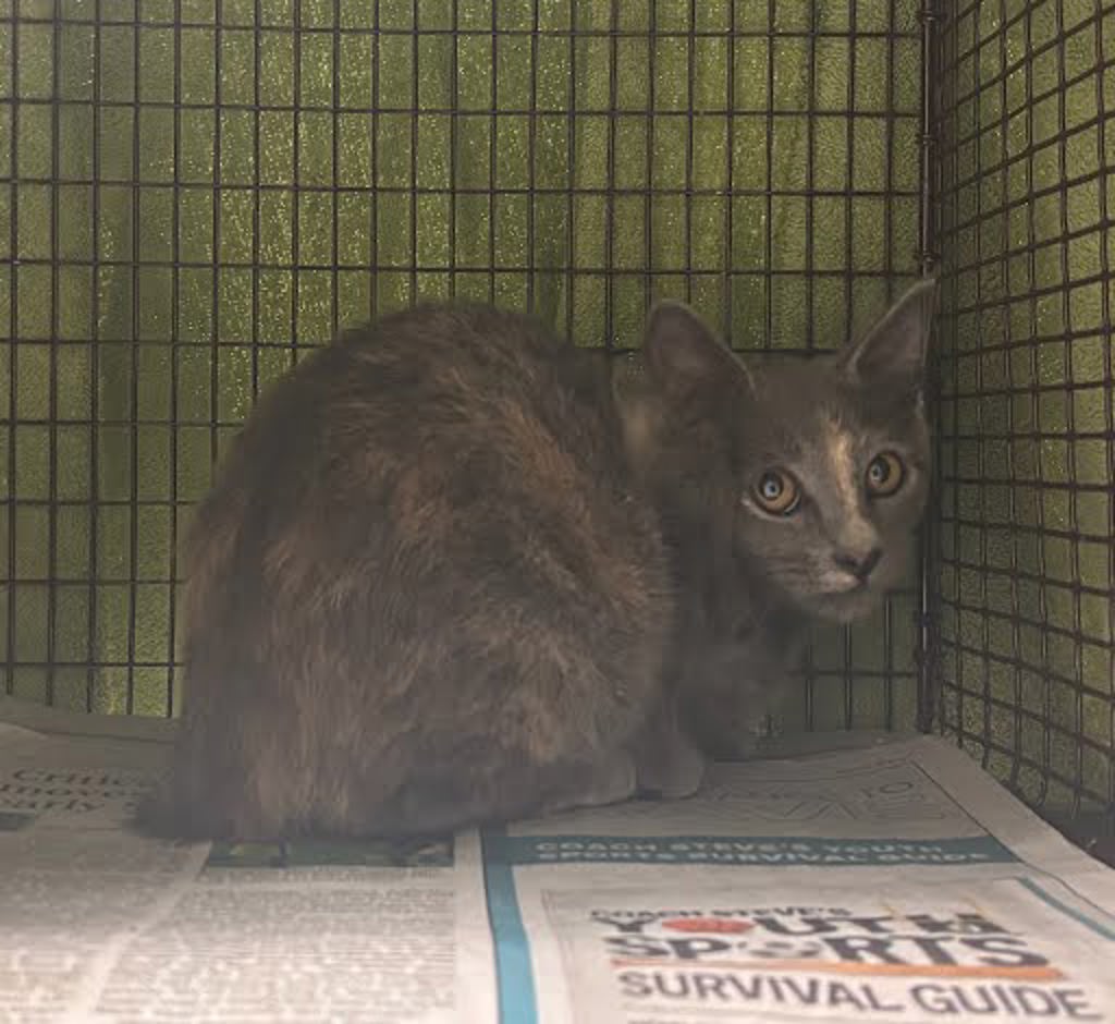 Shelter Stray Female Cat last seen Near Diwa Cove, DEL VALLE, TX, 78617, 7201 Levander Loop bldg a, Austin, TX 78702, USA