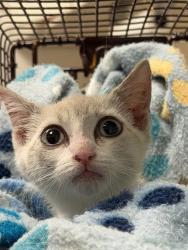 Shelter Stray Female Cat last seen Near E 4th Street, AUSTIN, TX, 78702, 7201 Levander Loop bldg a, Austin, TX 78702, USA