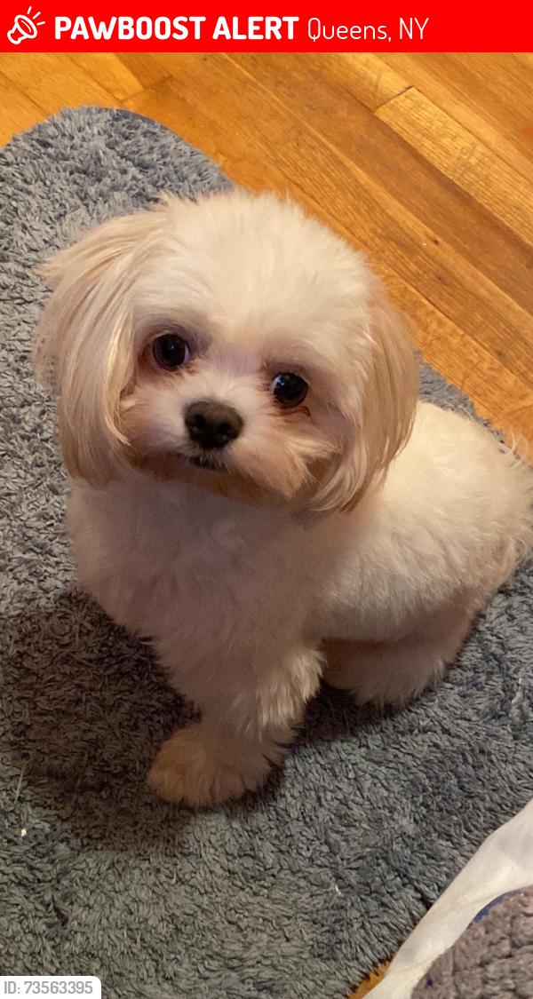 Lost Female Dog last seen Near 14th Ave College Point, NY 11356, Queens, NY 11356
