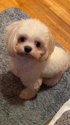 Lost Female Dog last seen Near 14th Ave College Point, NY 11356, Queens, NY 11356