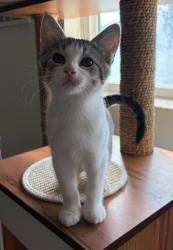 Shelter Stray Female Cat last seen Near S Coupler Lane, Bluffdale, UT, 84065, 511 W 3900 S, Salt Lake City, UT 84123, USA