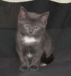 Shelter Stray Female Cat last seen unknown address around 5255 w, Kearns Township, UT, 84118, 511 W 3900 S, Salt Lake City, UT 84123, USA