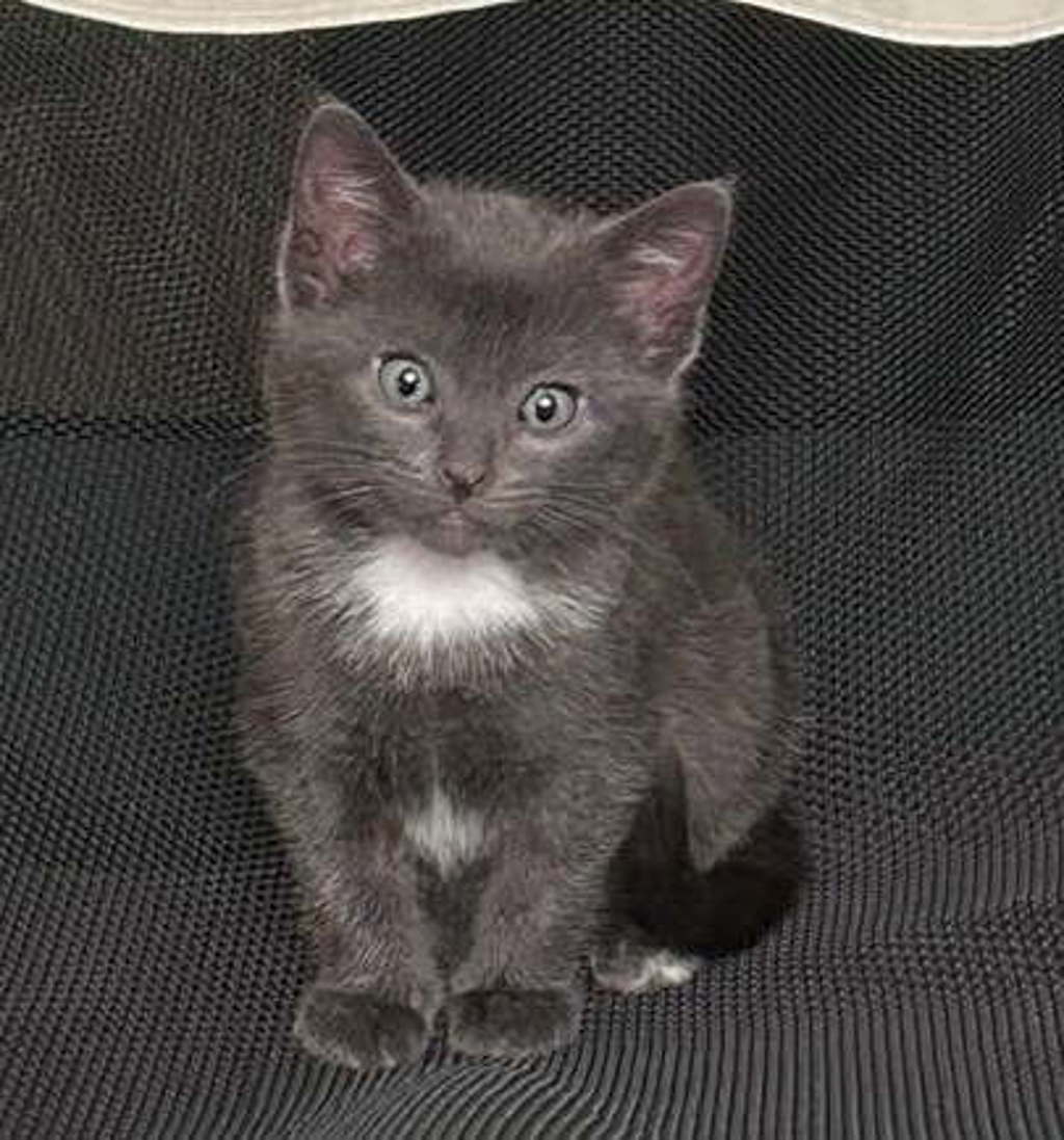 Shelter Stray Female Cat last seen unknown address around 5255 w, Kearns Township, UT, 84118, 511 W 3900 S, Salt Lake City, UT 84123, USA