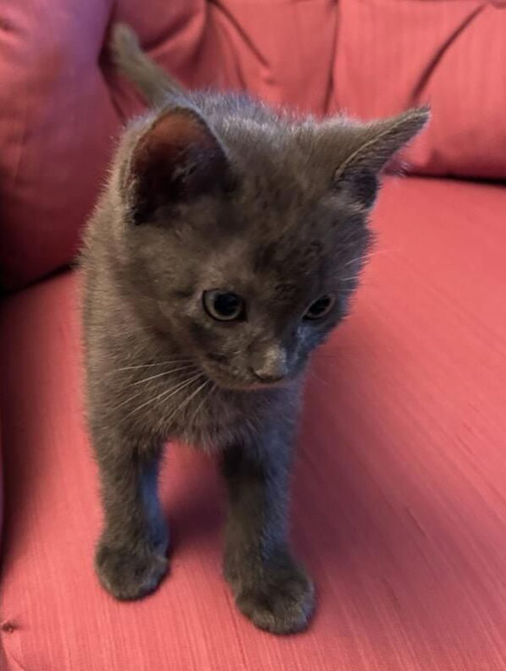 Shelter Stray Male Cat last seen unknown address around 5255 w, Kearns Township, UT, 84118, 511 W 3900 S, Salt Lake City, UT 84123, USA