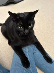 Shelter Stray Female Cat last seen unknown address around 5255 w, Kearns Township, UT, 84118, 511 W 3900 S, Salt Lake City, UT 84123, USA