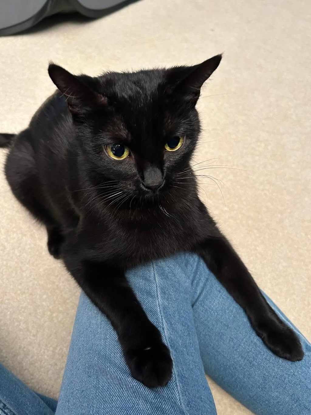 Shelter Stray Female Cat last seen unknown address around 5255 w, Kearns Township, UT, 84118, 511 W 3900 S, Salt Lake City, UT 84123, USA
