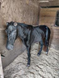 Shelter Stray Male Other last seen Near W Gloria Switch Road, CARENCRO, LA, 70520, 410 Dugas Rd, Lafayette, LA 70507, USA