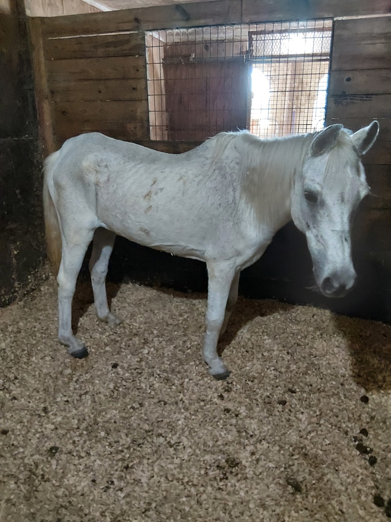 Shelter Stray Female Other last seen Near Eloi Street, CARENCRO, LA, 70520, 410 Dugas Rd, Lafayette, LA 70507, USA