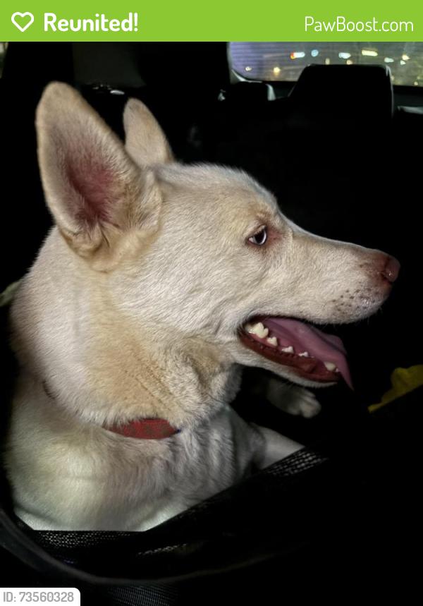Reunited Male Dog last seen Running on Peachtree Industrial along the dealerships, Atlanta, GA 30341