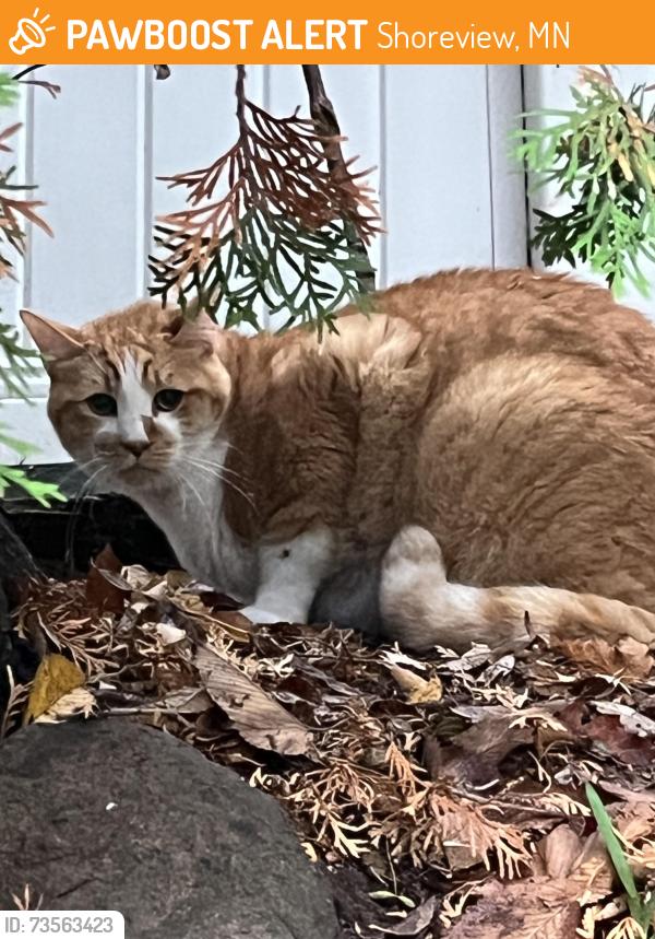 Found/Stray Unknown Cat last seen Near Arden circle, Shoreview, MN 55126