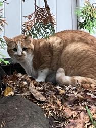 Found/Stray Unknown Cat last seen Near Arden circle, Shoreview, MN 55126