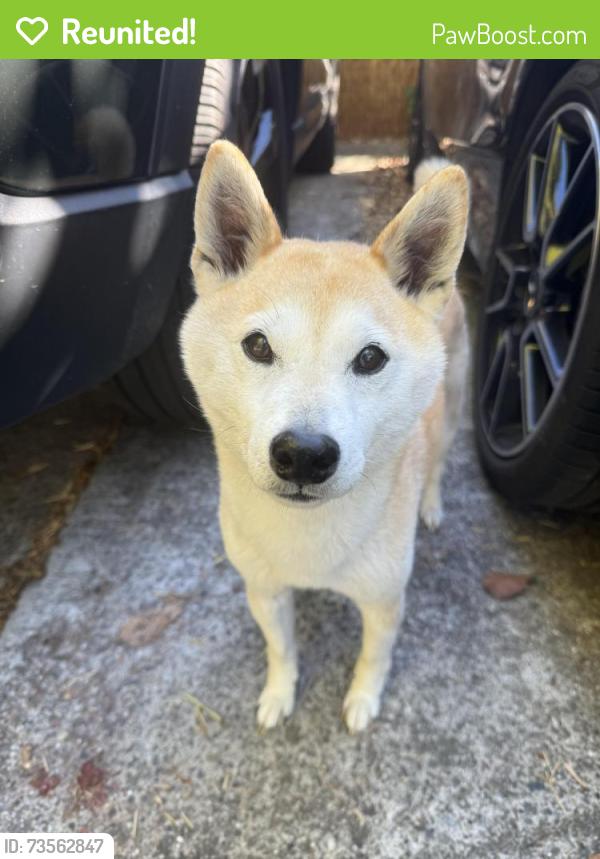Reunited Female Dog last seen Colton Blvd & Heartwood, Oakland, CA 94611