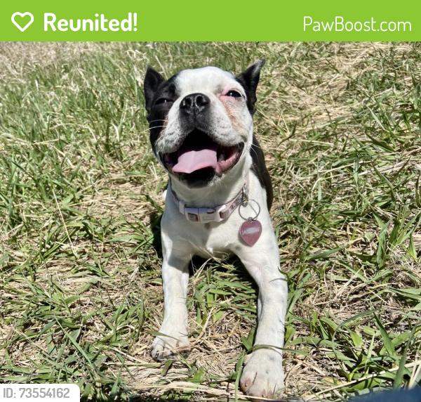 Reunited Female Dog last seen Tri Lakes, Windsor Resevoir #8, Rix Rd. CR 11, Fort Collins, CO 80524
