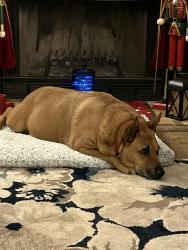 Lost Male Dog last seen Near Hagan, Whitehouse, TX 75791